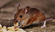 24 Hour & Emergency Exterminators in Cumberland, OH